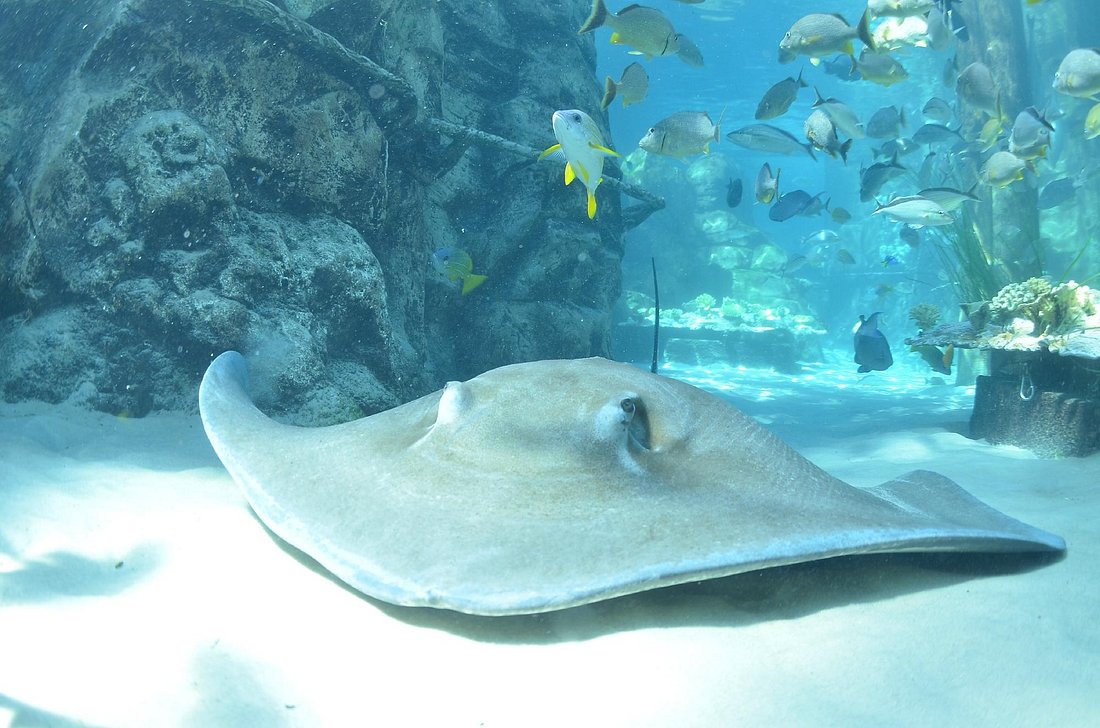 Discovery Cove (Orlando) — All-Inclusive Day Resort