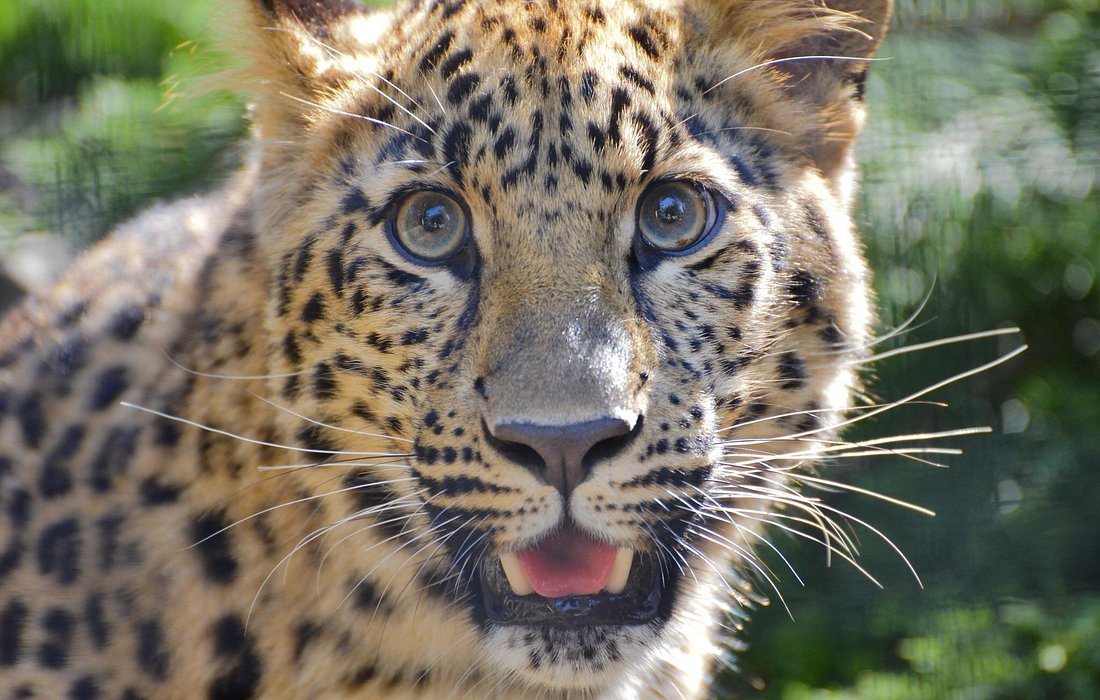 San Diego Zoo (Balboa Park)