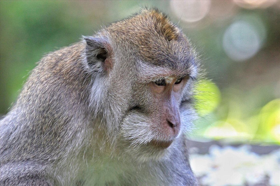 Sacred Monkey Forest Sanctuary (Ubud)