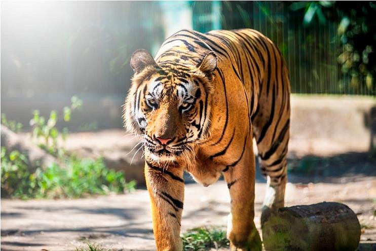 Bali Zoo — General Admission (Singapadu, Gianyar)