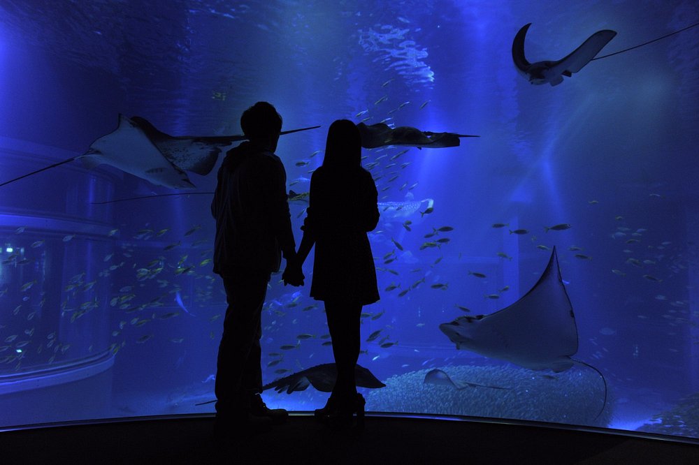 Osaka Aquarium Kaiyukan