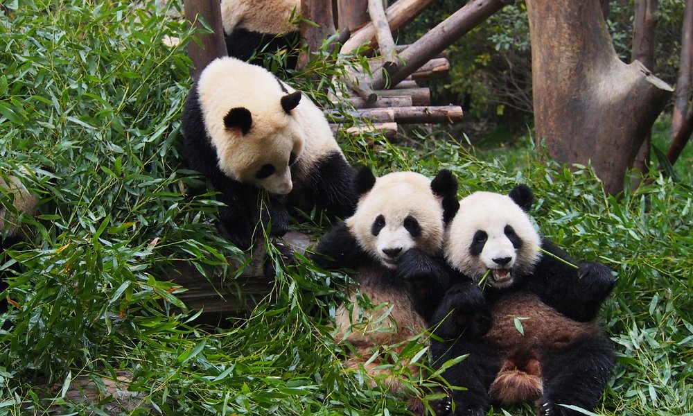 Giant Panda Breeding Research Base (Xiongmao Jidi)