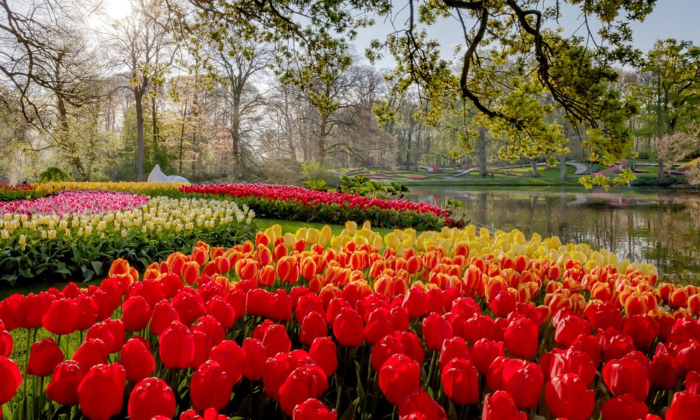 Keukenhof Gardens