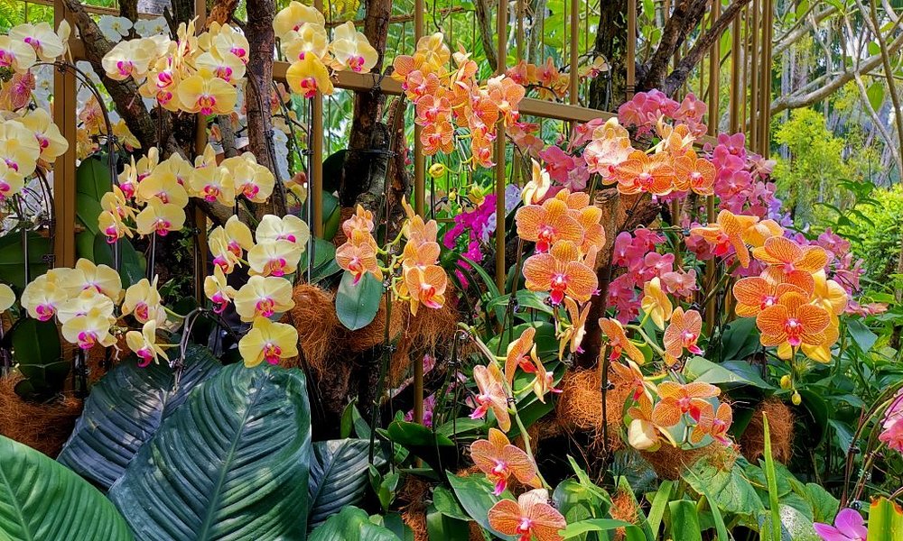 National Orchid Garden, Singapore Botanic Gardens