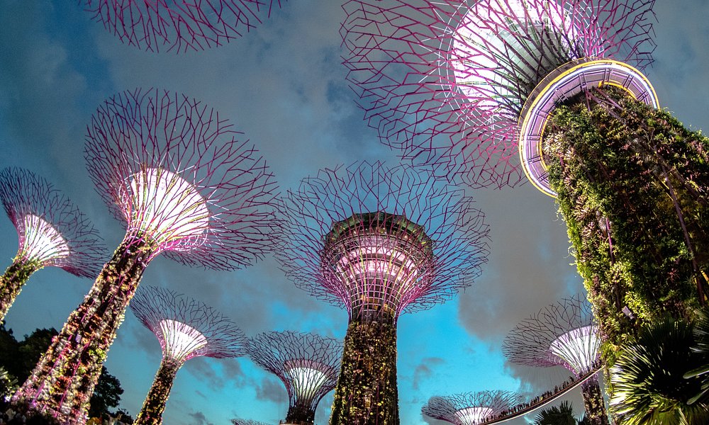 Supertree Grove — Gardens by the Bay