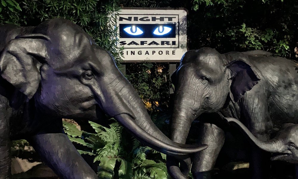 Night Safari — Mandai Nocturnal Wildlife Park