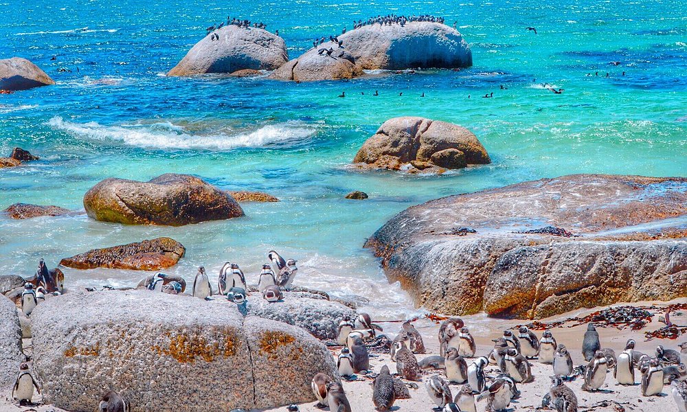 Boulders Beach Penguin Colony, Simon's Town