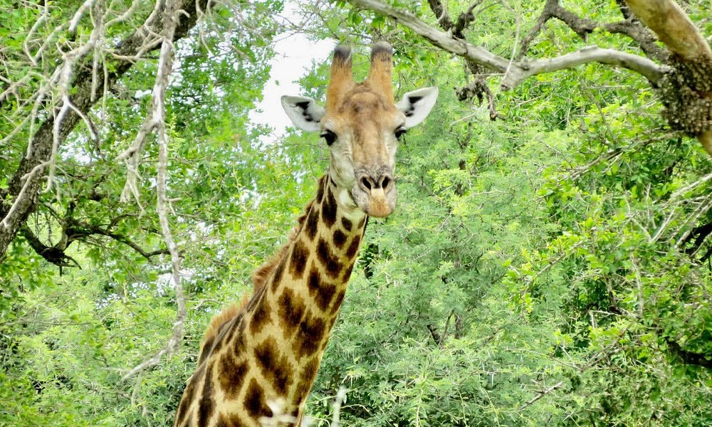 Kruger National Park — Full-Day Safari (Self-Drive or Guided)