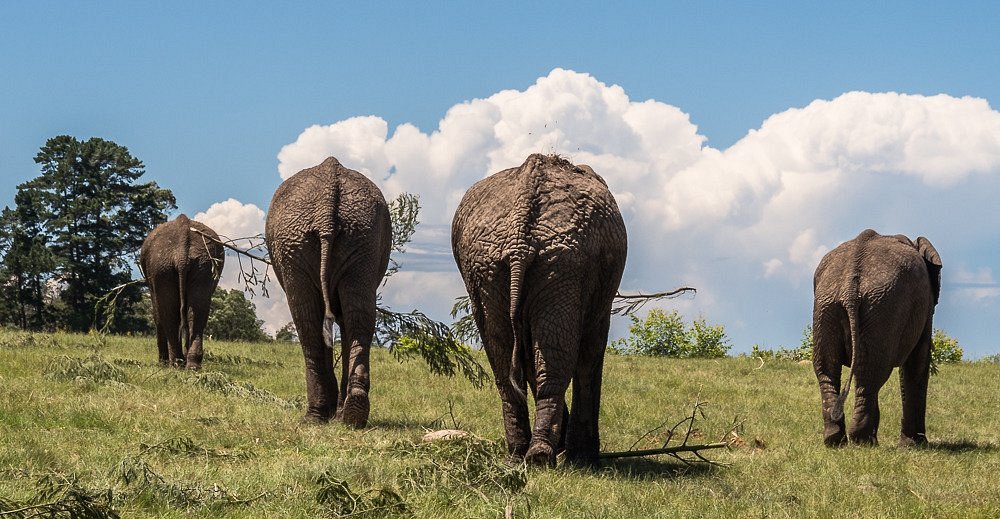 Knysna Elephant Park — Guided Elephant Encounters