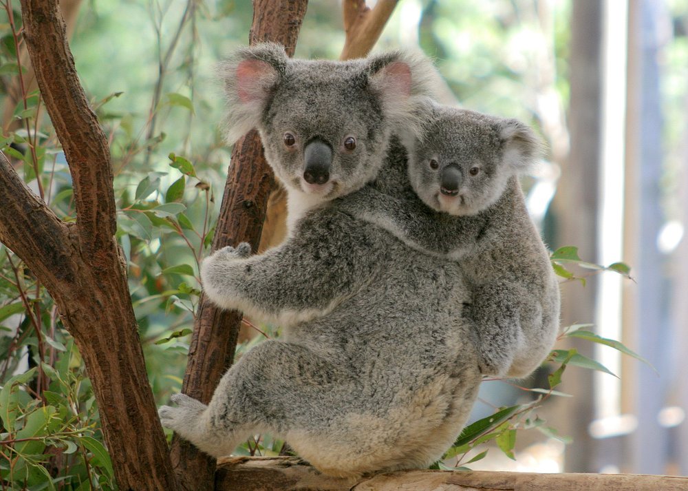 Lone Pine Koala Sanctuary, Brisbane