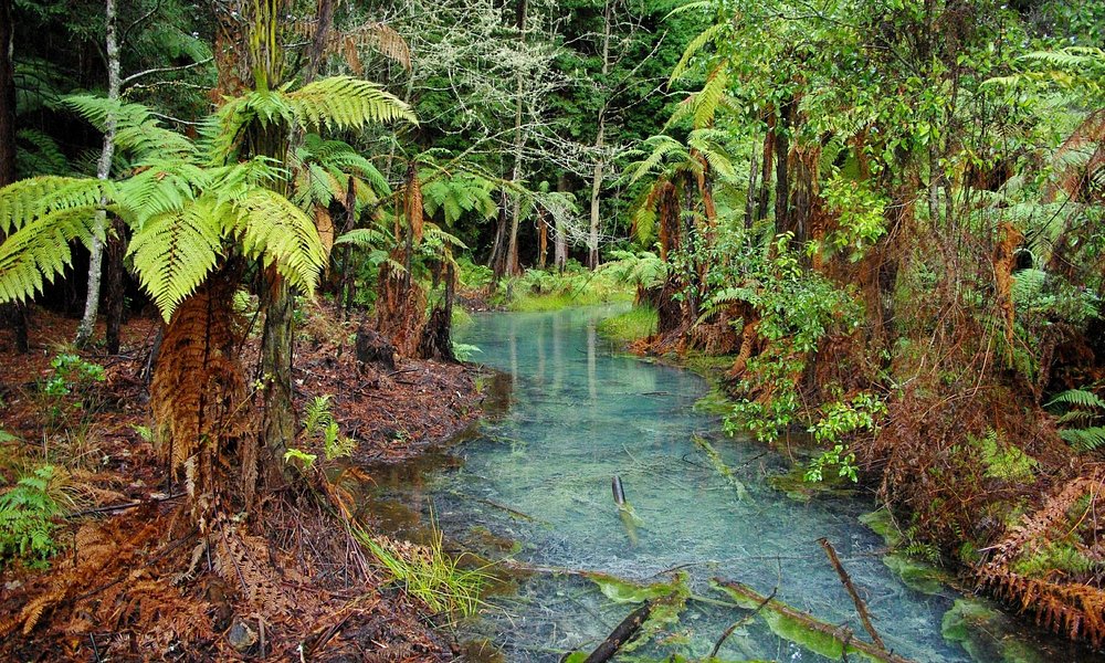 Redwoods, Whakarewarewa Forest, Rotorua