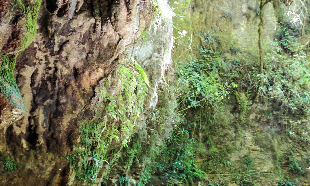 Waitomo Glowworm Caves Guided Boat Tour, Waitomo