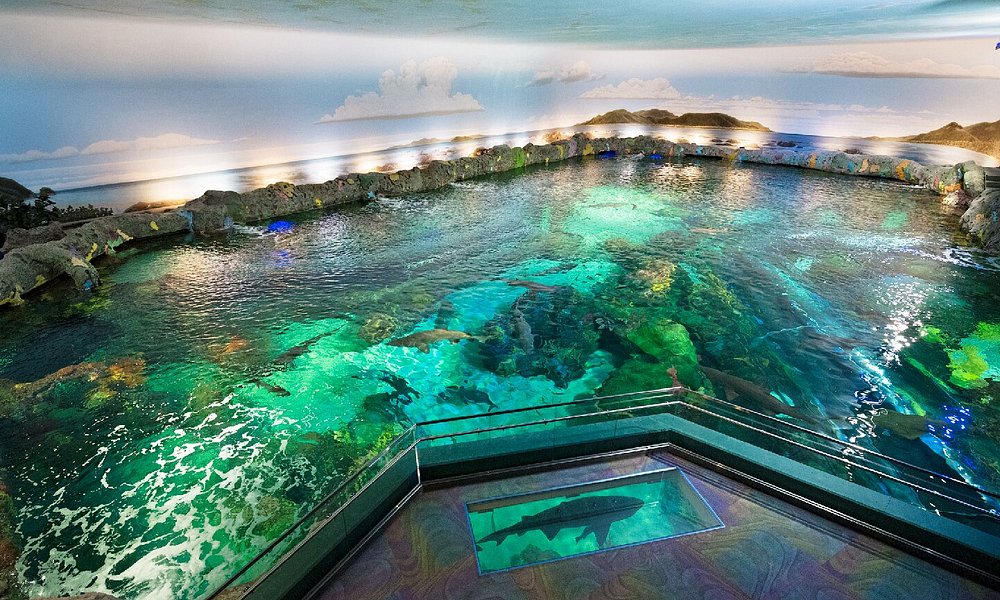 Ripley's Aquarium of Canada (Toronto) — Dangerous Lagoon Shark Tunnel, Ray Bay Touch Pools & Planet Jellies