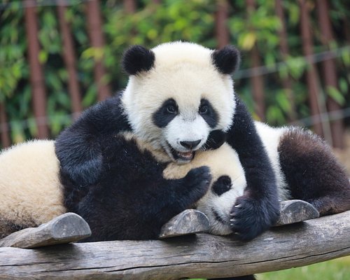 Pairi Daiza (Brugelette) — Award-Winning Zoo & Botanical Garden “Worlds” Day: Animals + Themed Landscapes (Ticketed Entry)