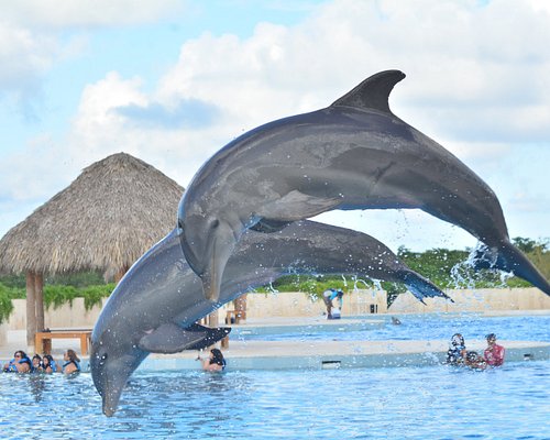 Dolphin Discovery Punta Cana — Dolphin Encounter Program: Handshake/Hug + Platform Interaction (Ticketed; Scheduled Sessions)