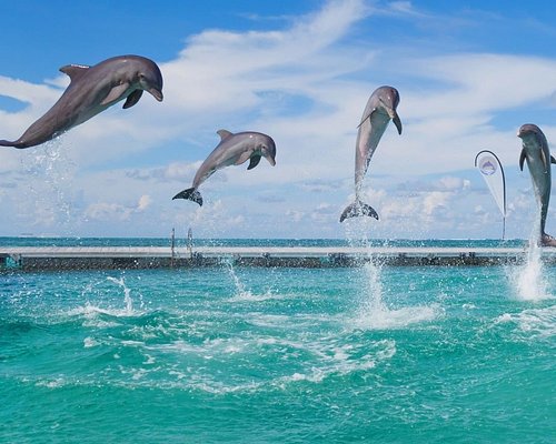 Dolphin Island Park (Bávaro / Punta Cana) — Offshore Sea-Platform Dolphin Encounter + Snorkel with Sharks & Stingrays (Ticketed Programs; Boat Transfer)