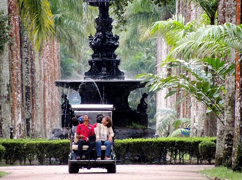 Jardim Botânico do Rio de Janeiro (Rio) — Historic Botanical Garden Arboretum Walk (Ticketed Entry)