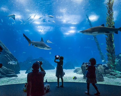 Oceanário de Lisboa (Lisbon) — Main Aquarium + Exhibitions (Ticketed Entry)