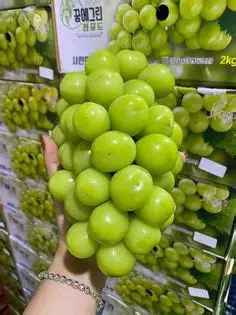 Nho Mẫu Đơn Shine Muscat Hàn Quốc