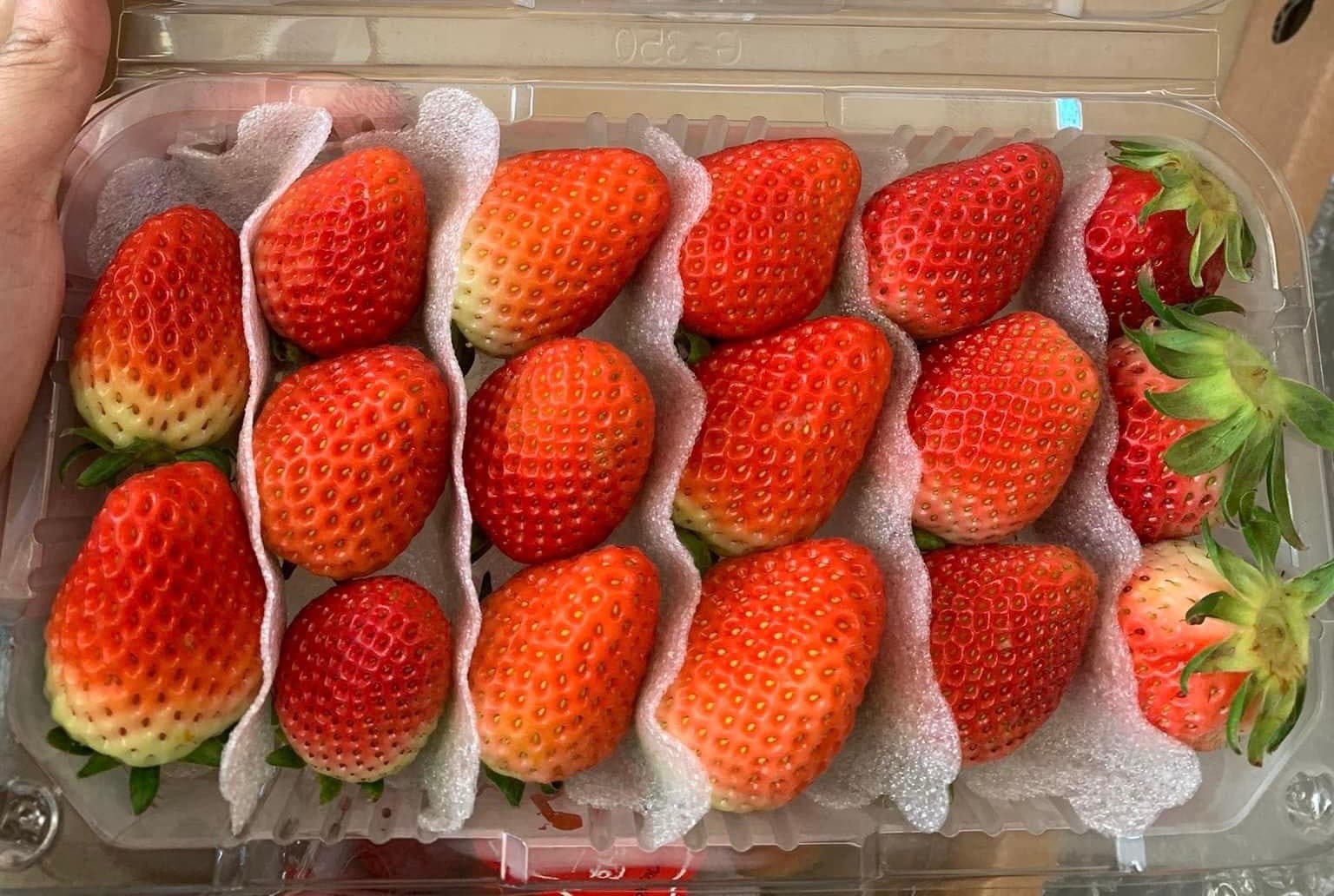 Dâu Tây Hàn Quốc JoyFarm