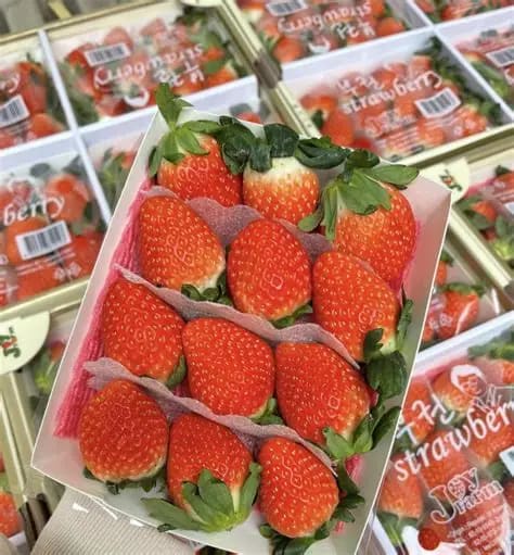Dâu Tây Hàn Quốc JoyFarm
