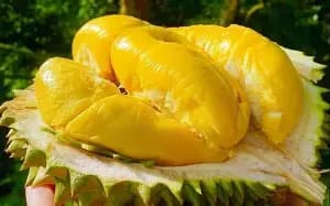 Sầu Riêng Ri6 Cái Mơn