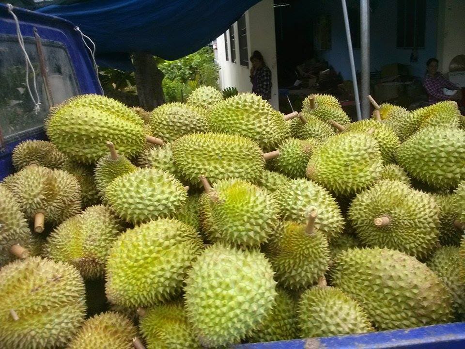 Sầu Riêng Ri6 Cái Mơn