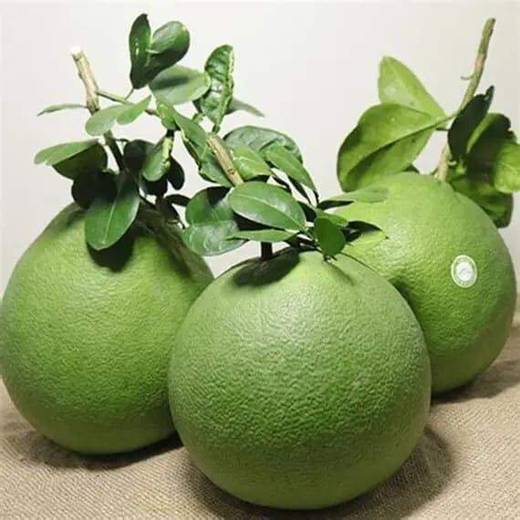 Bưởi Da Xanh Bến Tre