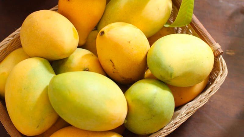 Xoài Cát Hòa Lộc