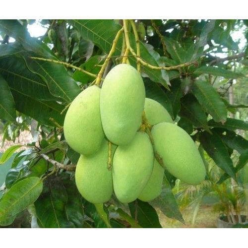 Xoài Cát Hòa Lộc