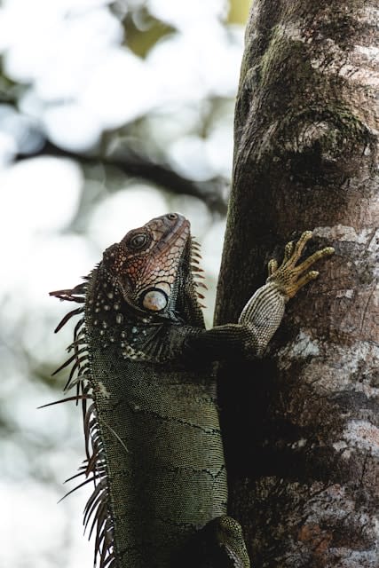 Description of my image