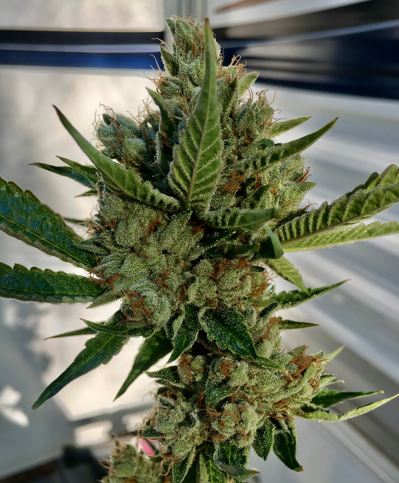 ORyan OG, dedicated to Ryan aka Turtle, an old cut