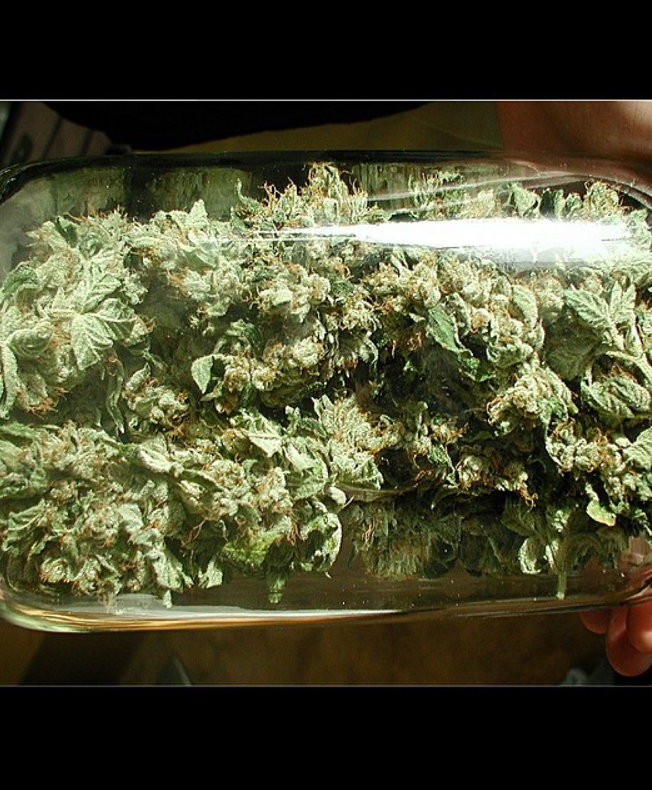 2001 OG Kush glass jars