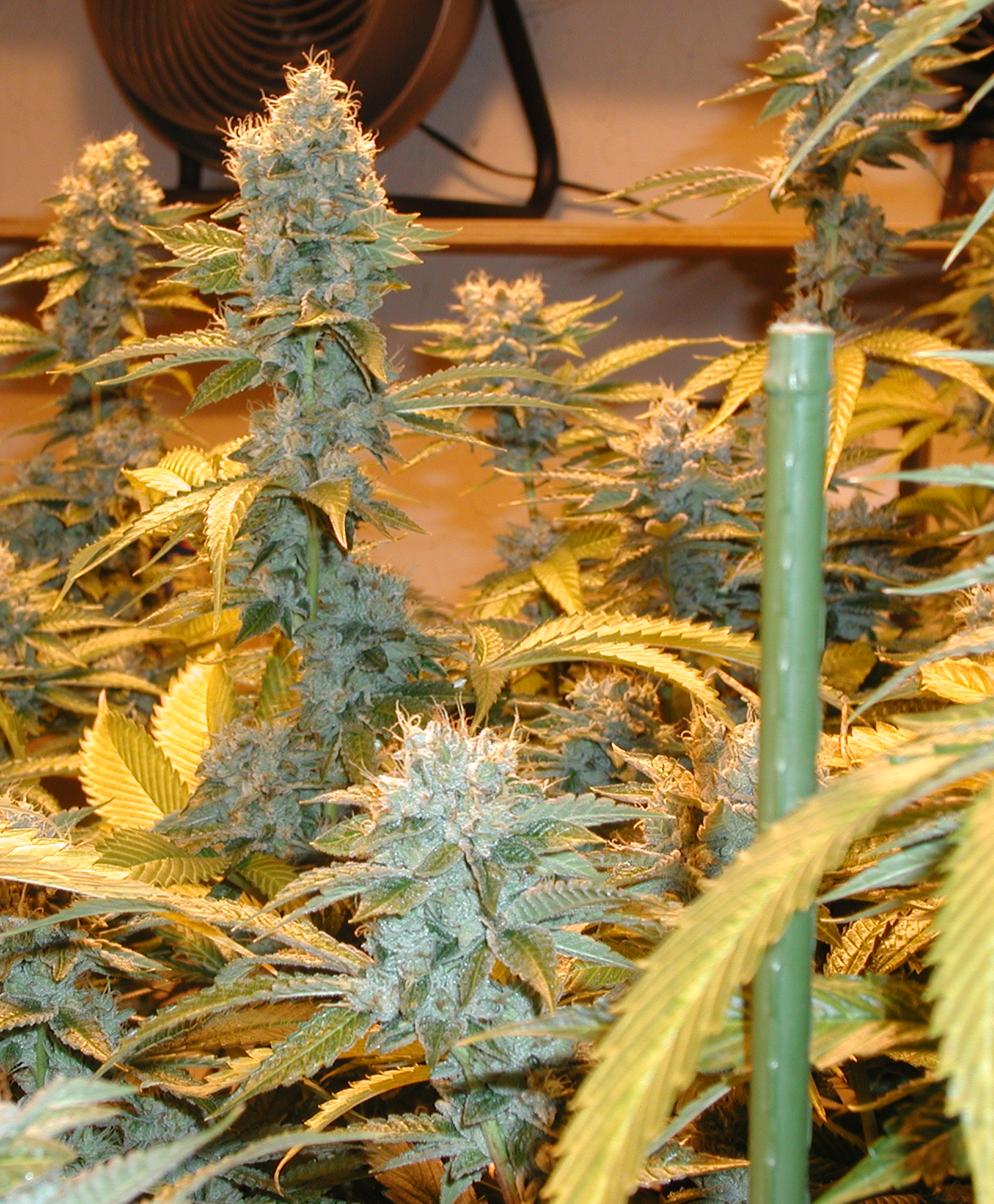 2000 OG Kush, branch of a branch