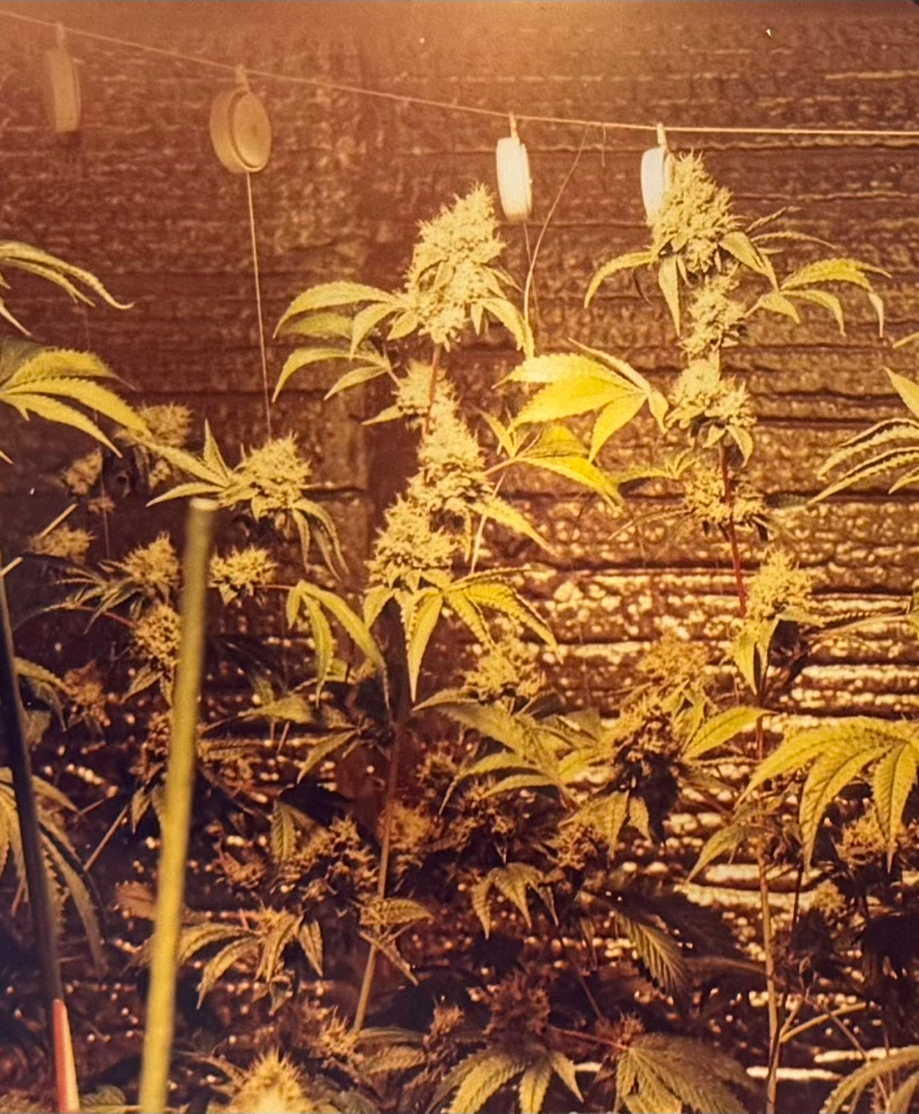 1999 Tujunga Ave apartment grow