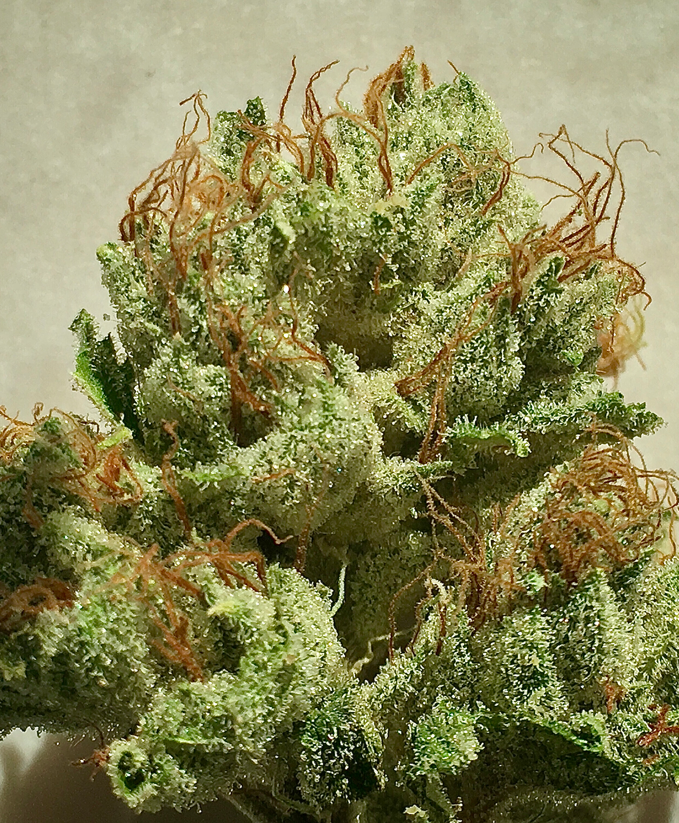 OG Kush 2007