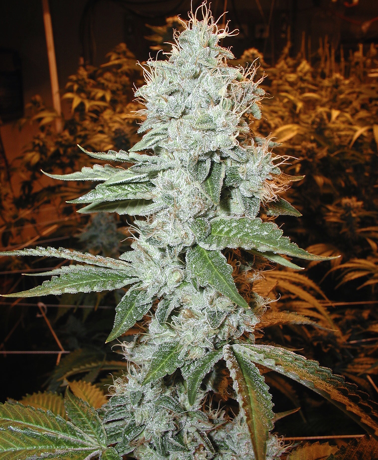 2001 The Original OG Kush, Studio City CA