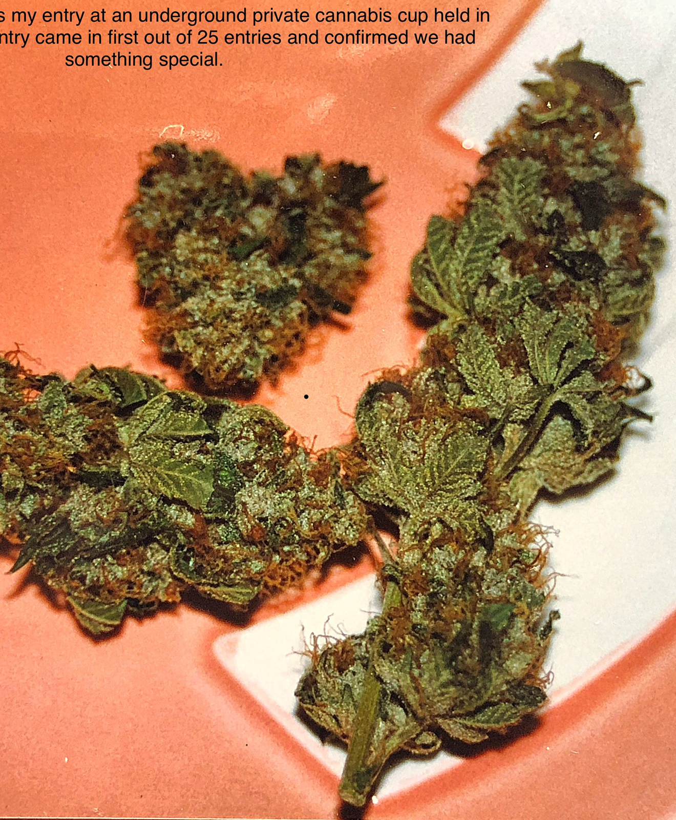1997 OG Kush winning entry, San Francisco