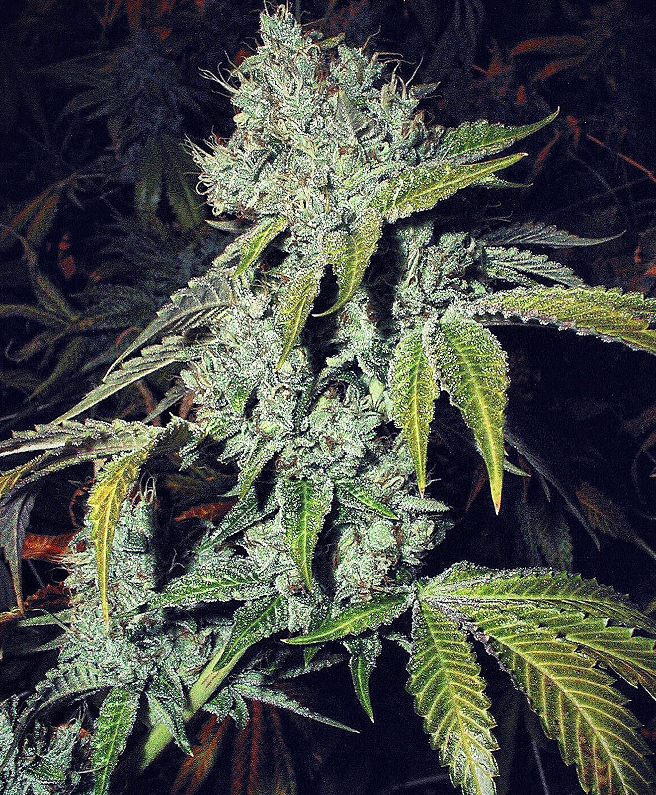 2001 The Original OG Kush