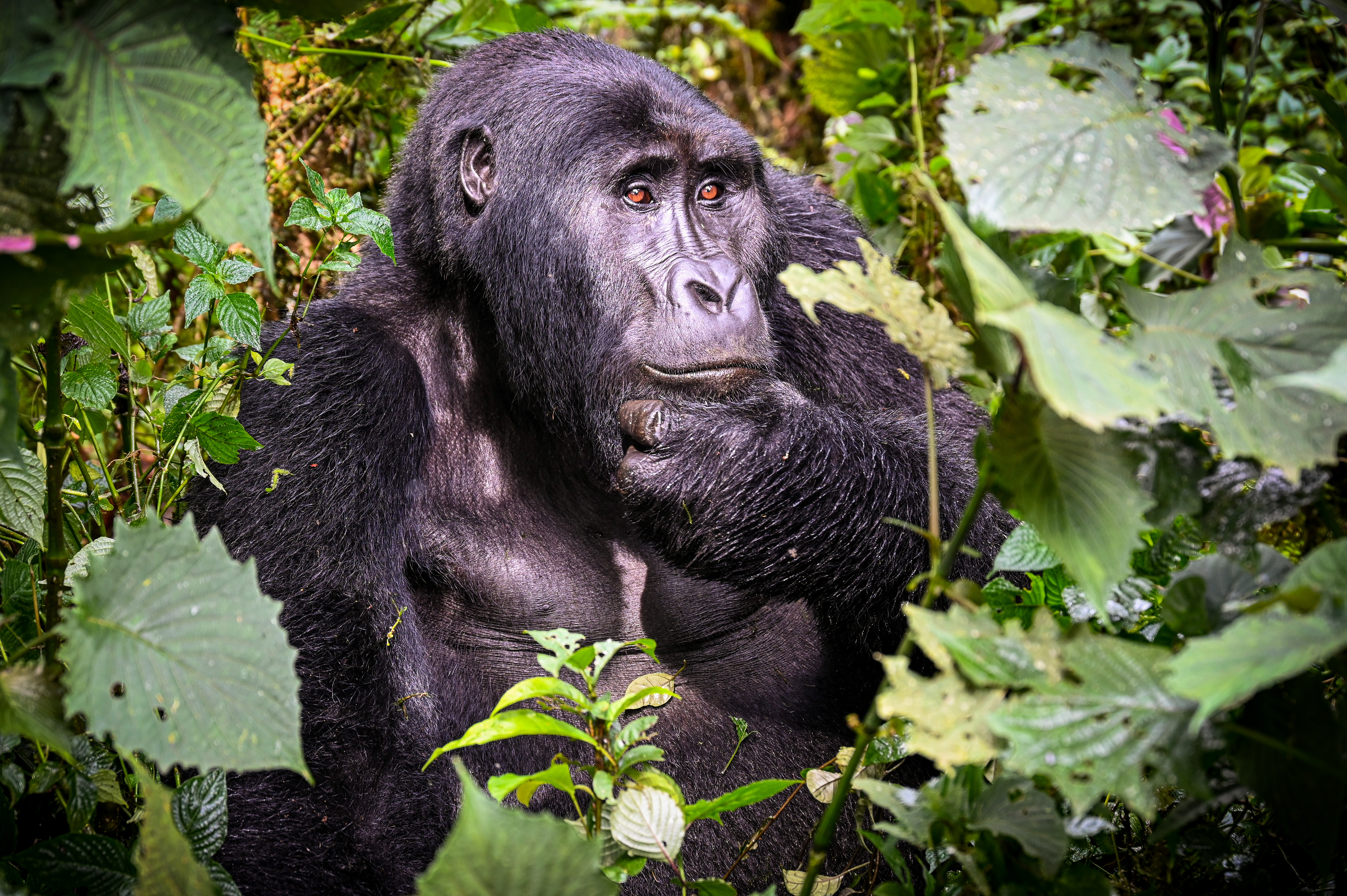 A gorilla thoughtfully poses in Uganda