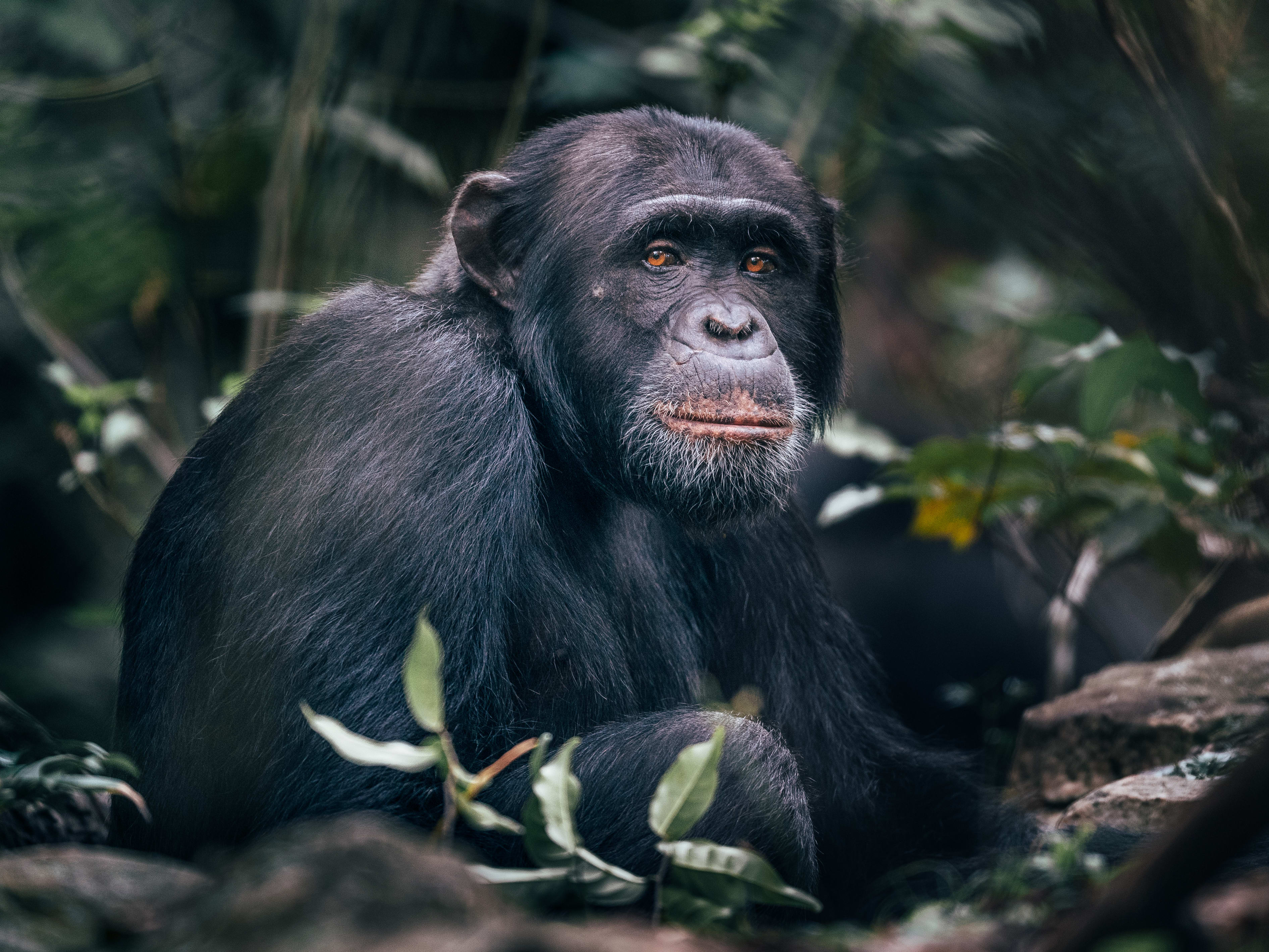Gorillas, Chimps & the Serengeti