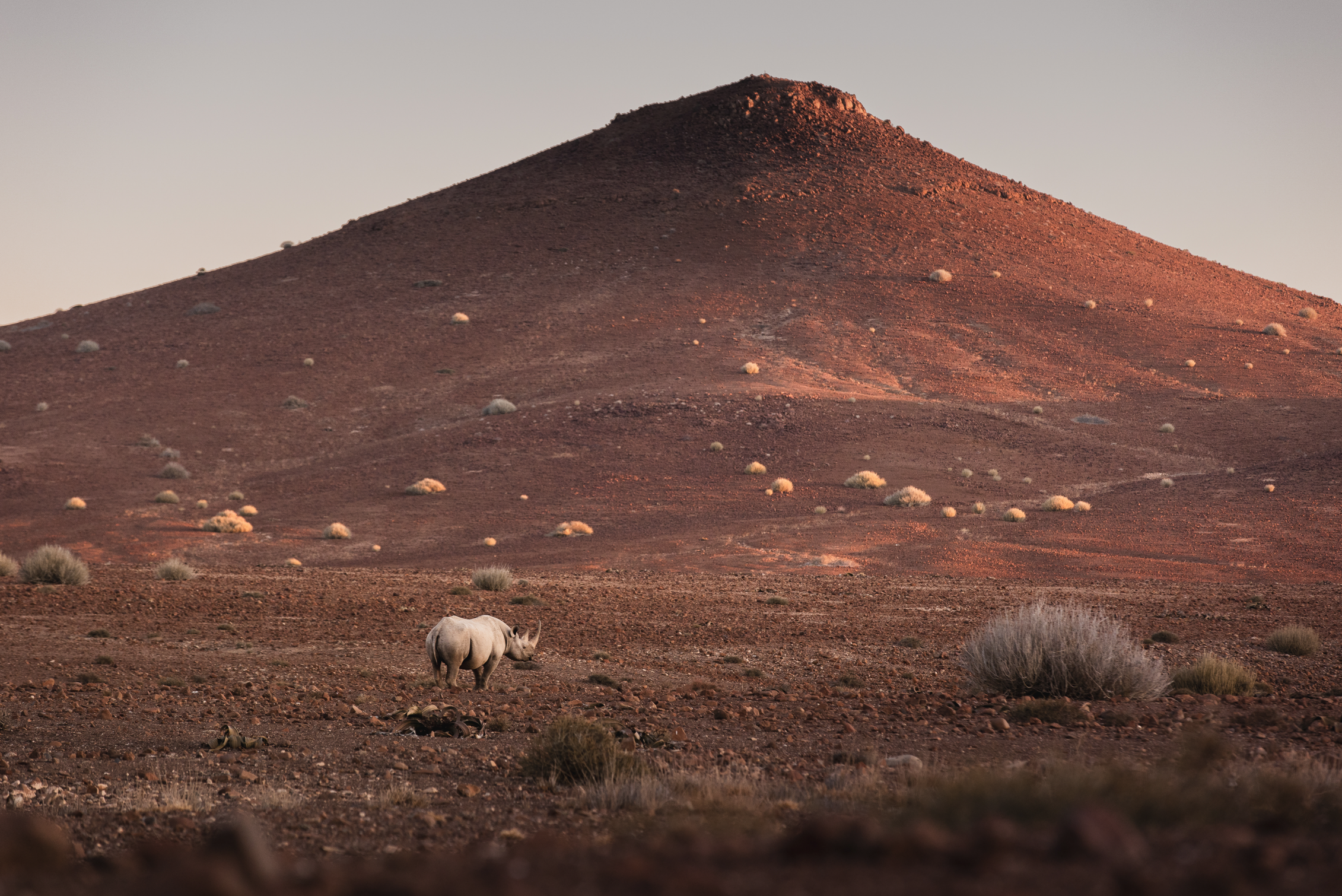 Namibia: Dunes, Rhinos & the Skeleton Coast