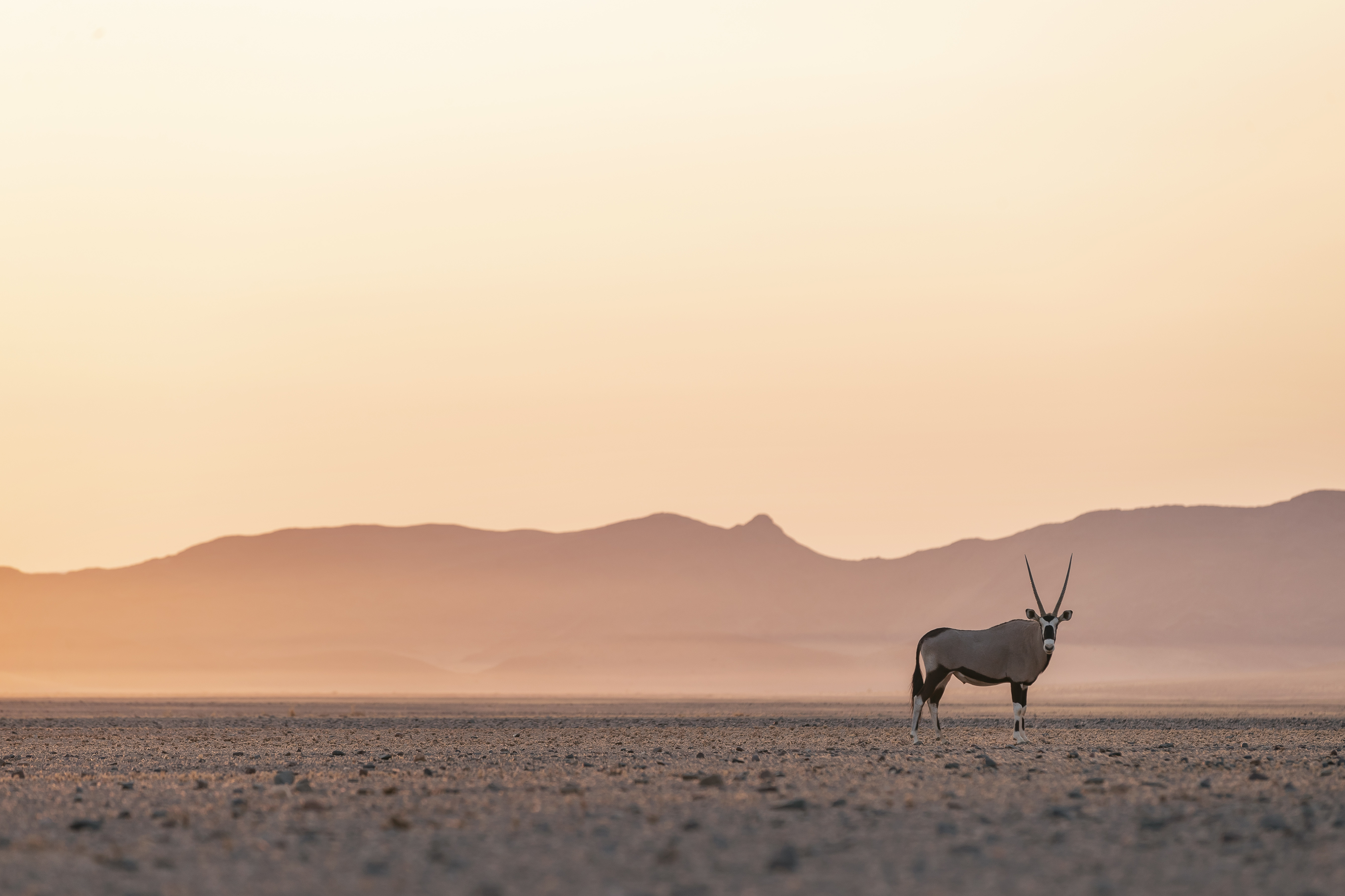A Gemsbok antelope seen on a game drive at Little Kulala, Namibia