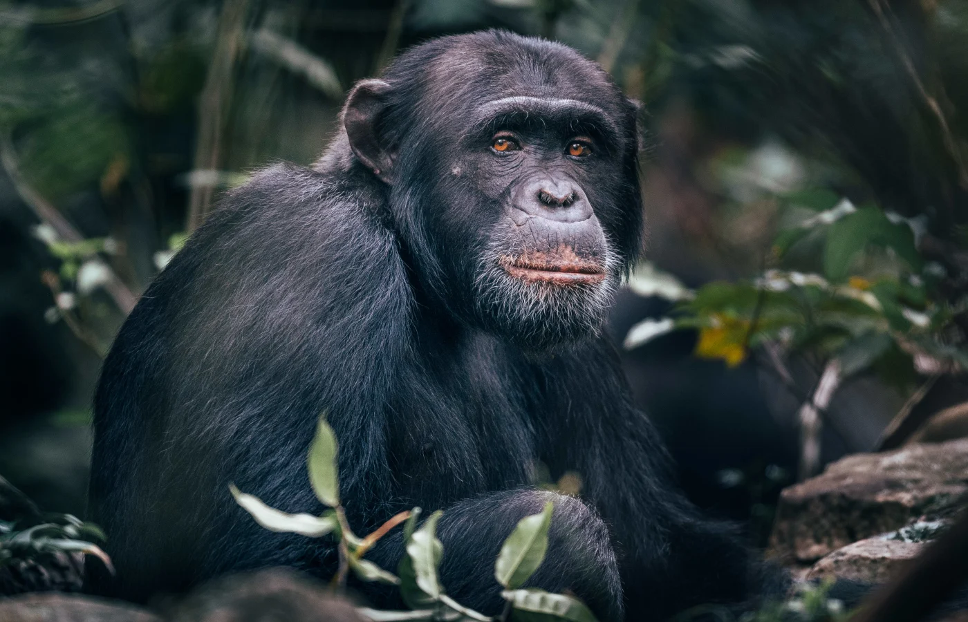 Gorillas, Chimps & the Serengeti main view