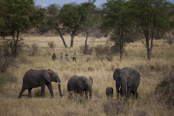 The Ultimate Honeymoon Safari & Beach Escape view 5