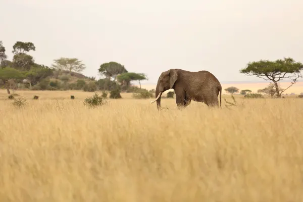 Gorillas, Chimps & the Serengeti view 2
