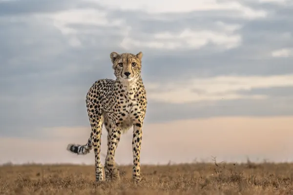 Immersive Kenya: conservation and savannah view 2