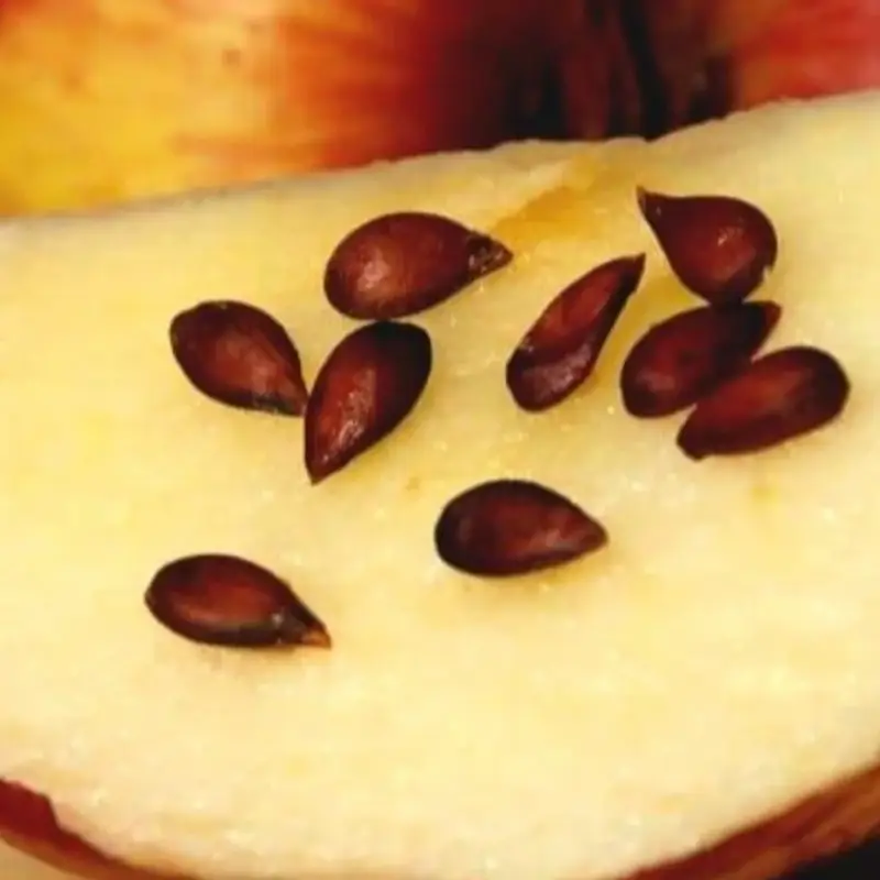 Apple Seeds