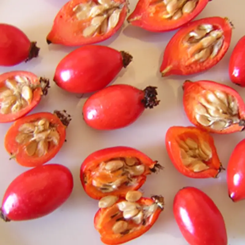 Rosehip Seeds