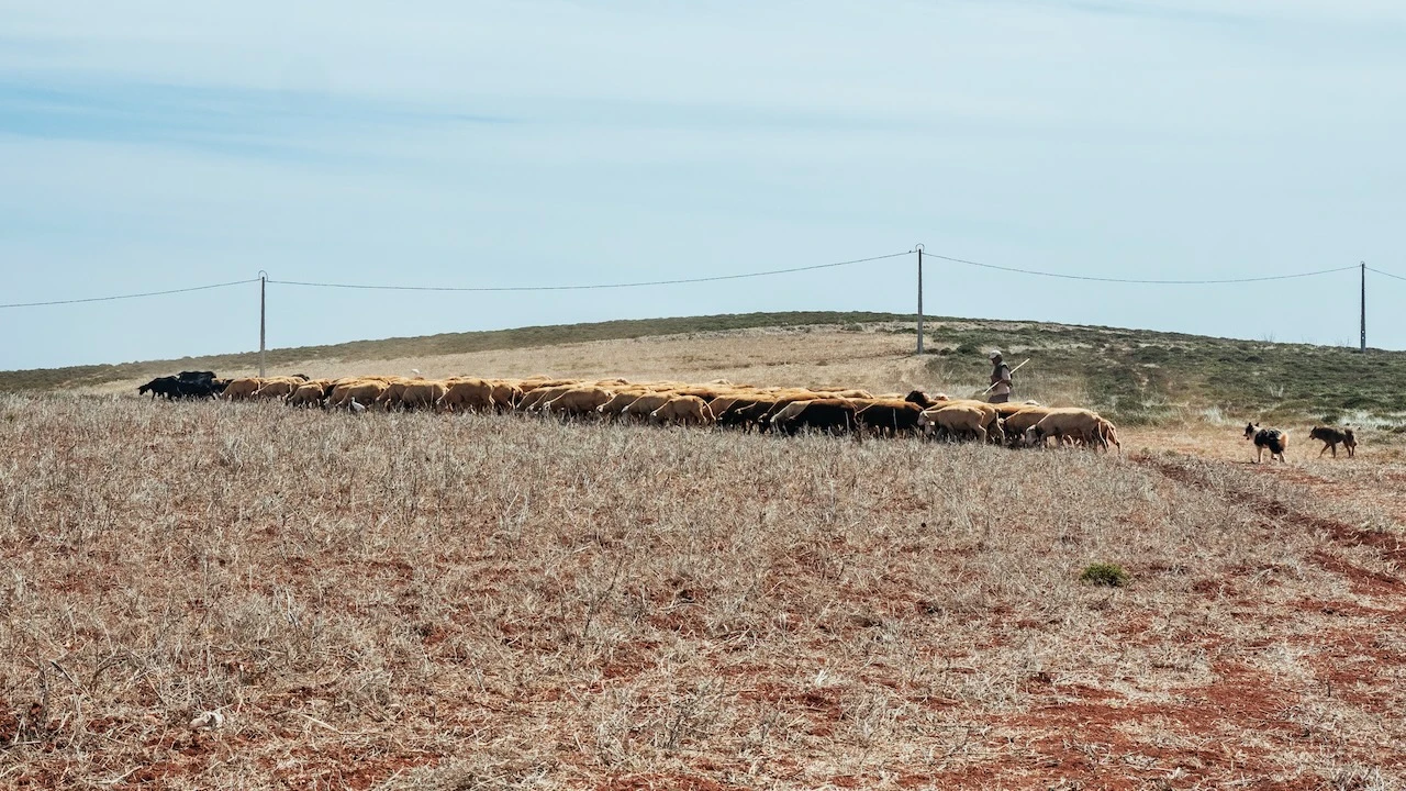Sheep clustering together separately from shepherd dogs